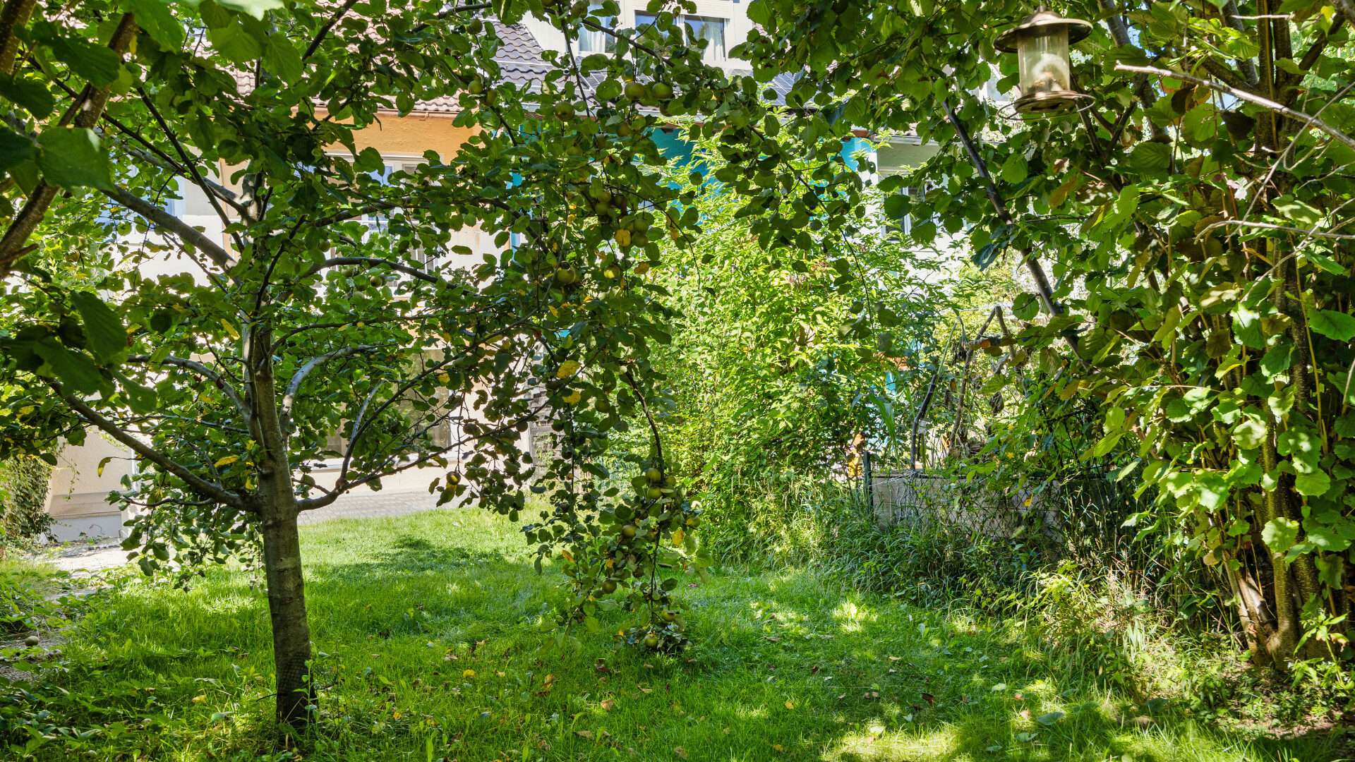 Eingewachsener Garten mit Bäumen